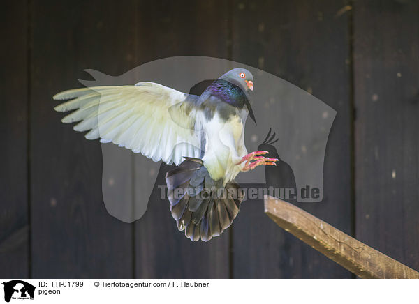 Taube / pigeon / FH-01799