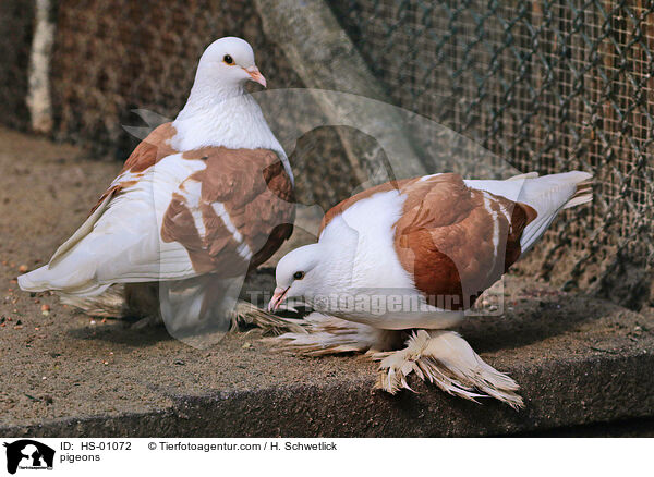 pigeons / HS-01072