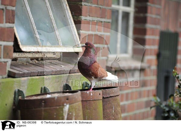 Taube / pigeon / NS-06398
