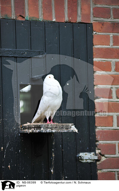 Taube / pigeon / NS-06399