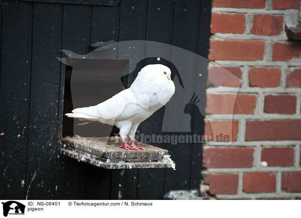 Taube / pigeon / NS-06401