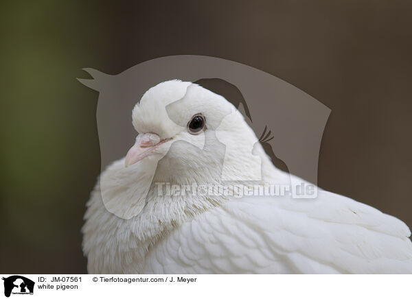 Weie Taube / white pigeon / JM-07561