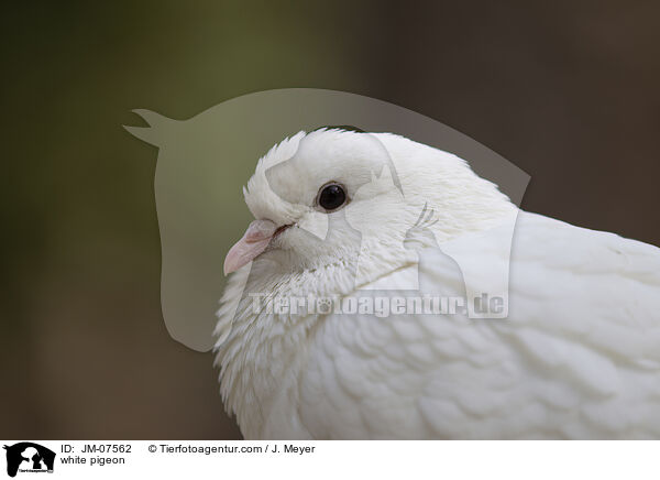 Weie Taube / white pigeon / JM-07562