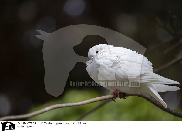 Weie Taube / white pigeon / JM-07563