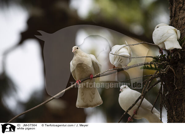 white pigeon / JM-07564