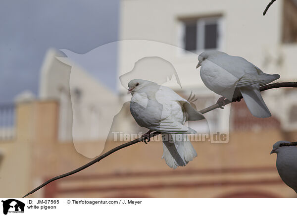 Weie Taube / white pigeon / JM-07565