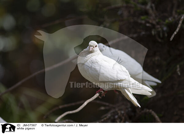 white pigeon / JM-07567