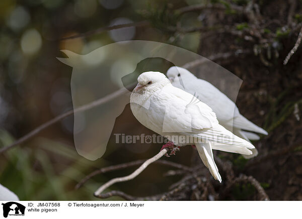 white pigeon / JM-07568