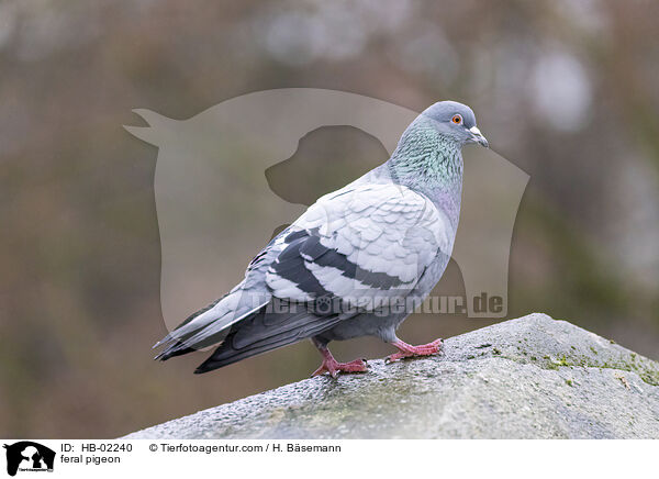 Stadttaube / feral pigeon / HB-02240