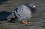 carrier pigeon