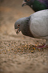 carrier pigeon