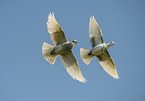 flying Pigeons