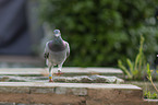 pigeon