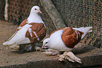 pigeons