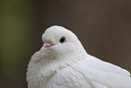 white pigeon