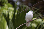 white pigeon