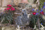 dove chick