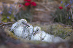 dove chick