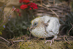 dove chick