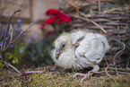 dove chick