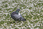 Pigeon
