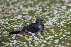 Pigeon
