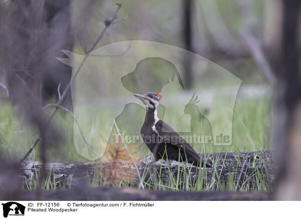 Helmspecht / Pileated Woodpecker / FF-12156