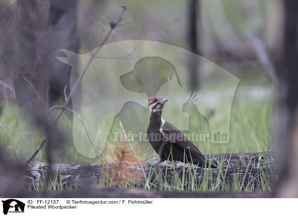 Helmspecht / Pileated Woodpecker / FF-12157