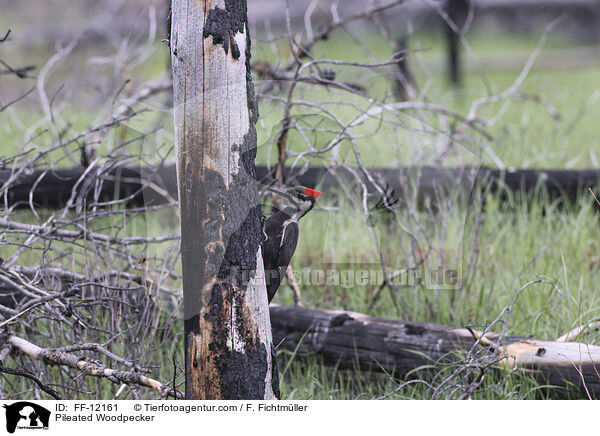 Helmspecht / Pileated Woodpecker / FF-12161