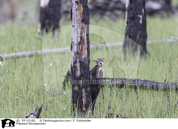 Helmspecht / Pileated Woodpecker / FF-12162
