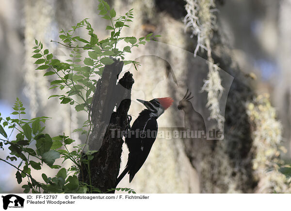 Helmspecht / Pileated Woodpecker / FF-12797