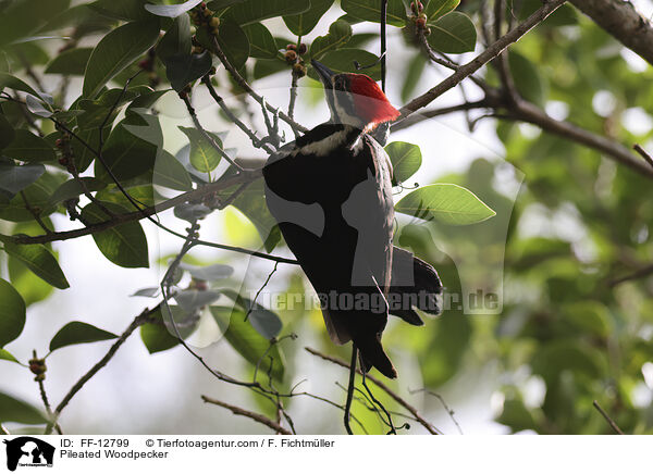 Helmspecht / Pileated Woodpecker / FF-12799