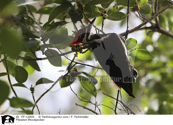 Helmspecht / Pileated Woodpecker / FF-12800