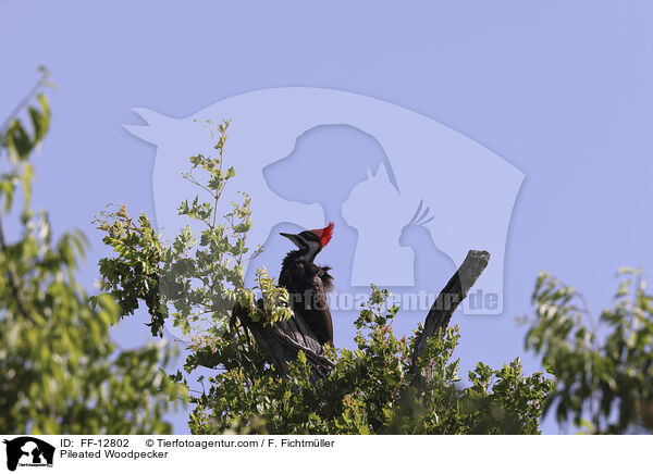 Pileated Woodpecker / FF-12802
