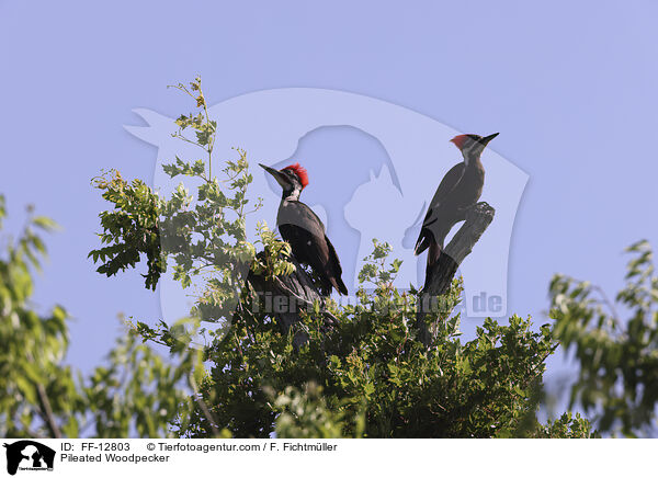 Helmspecht / Pileated Woodpecker / FF-12803