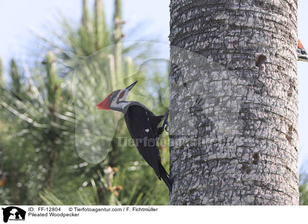 Pileated Woodpecker / FF-12804