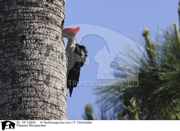 Helmspecht / Pileated Woodpecker / FF-12805