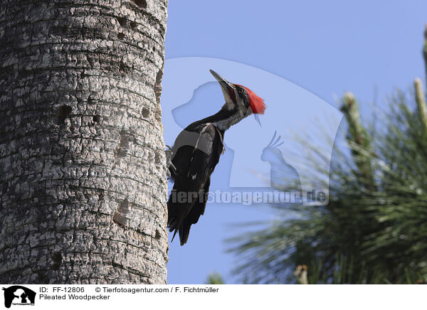 Helmspecht / Pileated Woodpecker / FF-12806