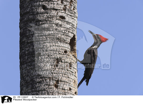 Helmspecht / Pileated Woodpecker / FF-12807