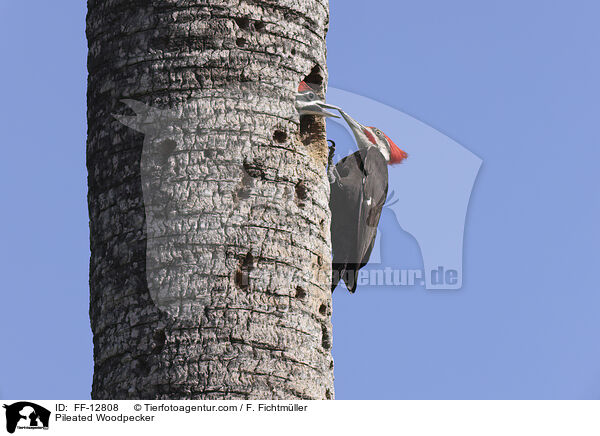 Pileated Woodpecker / FF-12808