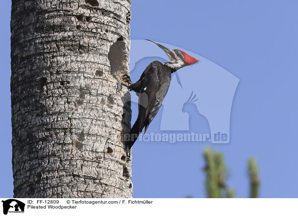 Pileated Woodpecker / FF-12809