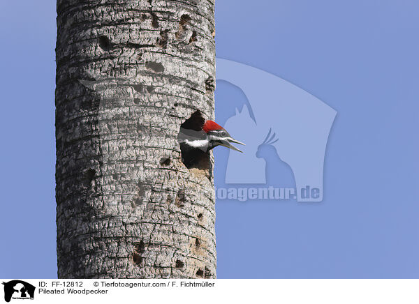 Helmspecht / Pileated Woodpecker / FF-12812