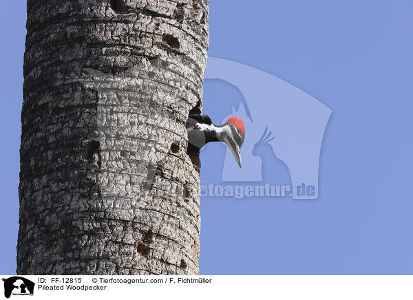 Pileated Woodpecker / FF-12815