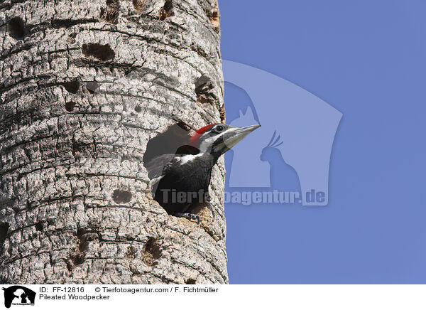 Helmspecht / Pileated Woodpecker / FF-12816