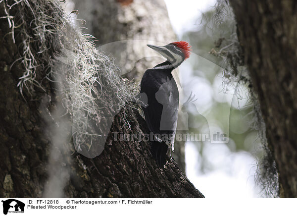 Helmspecht / Pileated Woodpecker / FF-12818