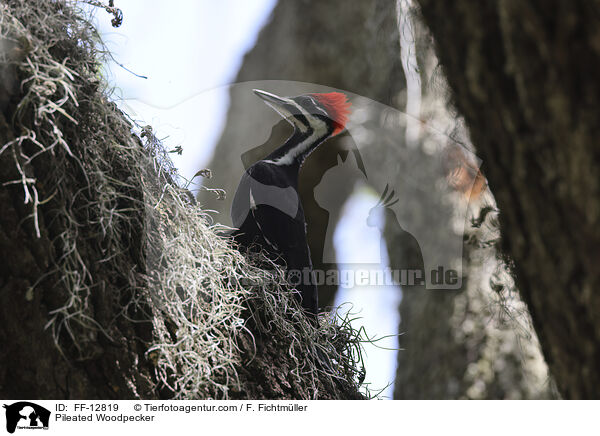 Helmspecht / Pileated Woodpecker / FF-12819