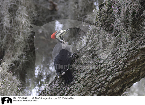 Helmspecht / Pileated Woodpecker / FF-12821