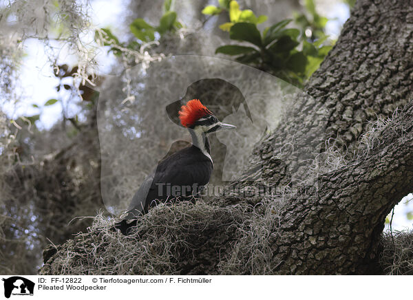 Helmspecht / Pileated Woodpecker / FF-12822