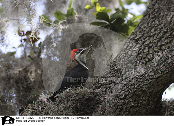Helmspecht / Pileated Woodpecker / FF-12823