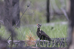 Pileated Woodpecker